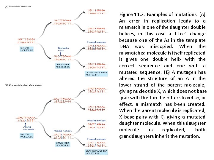 Figure 14. 2. Examples of mutations. (A) An error in replication leads to a