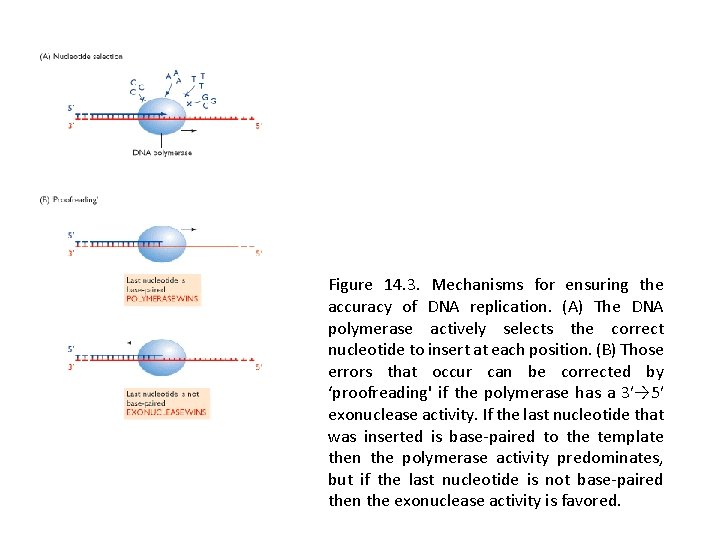 Figure 14. 3. Mechanisms for ensuring the accuracy of DNA replication. (A) The DNA