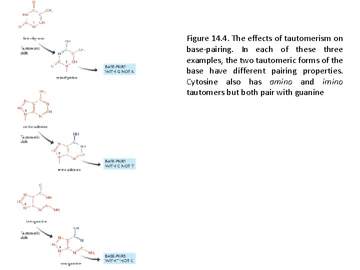 Figure 14. 4. The effects of tautomerism on base-pairing. In each of these three