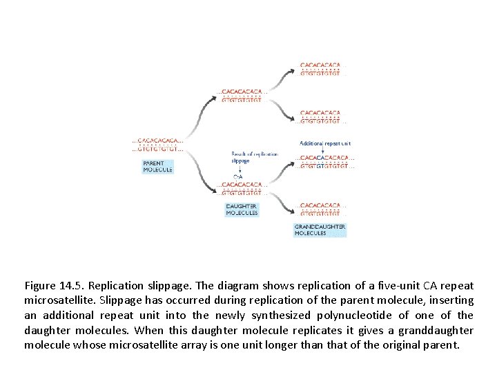 Figure 14. 5. Replication slippage. The diagram shows replication of a five-unit CA repeat