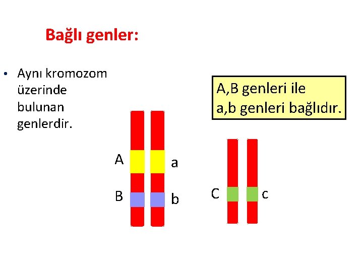 Bağlı genler: • Aynı kromozom üzerinde bulunan genlerdir. A, B genleri ile a, b