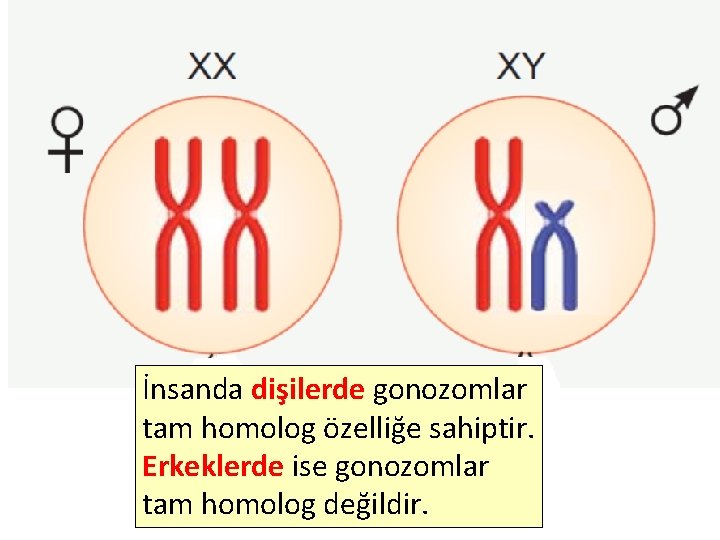 İnsanda dişilerde gonozomlar tam homolog özelliğe sahiptir. Erkeklerde ise gonozomlar tam homolog değildir. 