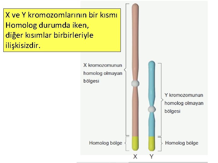 X ve Y kromozomlarının bir kısmı Homolog durumda iken, diğer kısımlar birbirleriyle ilişkisizdir. 