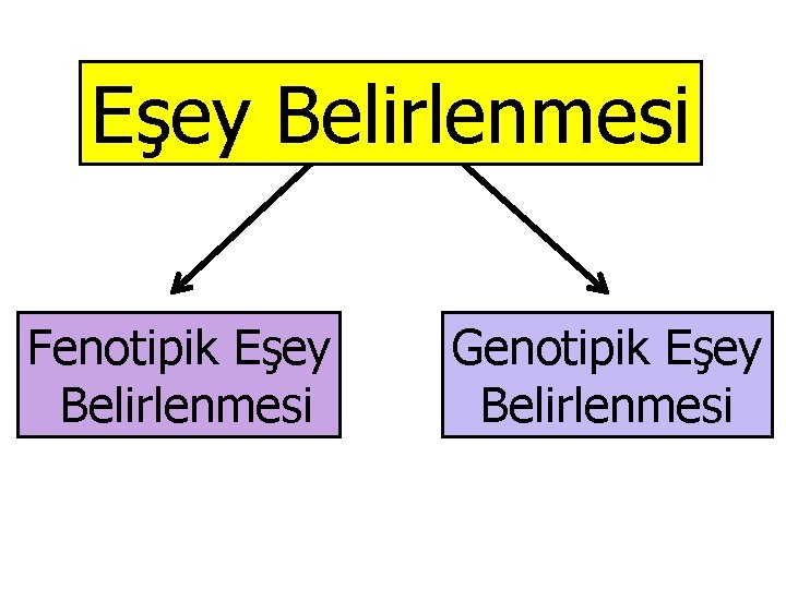 Eşey Belirlenmesi Fenotipik Eşey Belirlenmesi Genotipik Eşey Belirlenmesi 