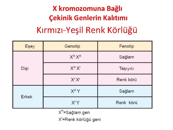 X kromozomuna Bağlı Çekinik Genlerin Kalıtımı Kırmızı-Yeşil Renk Körlüğü 