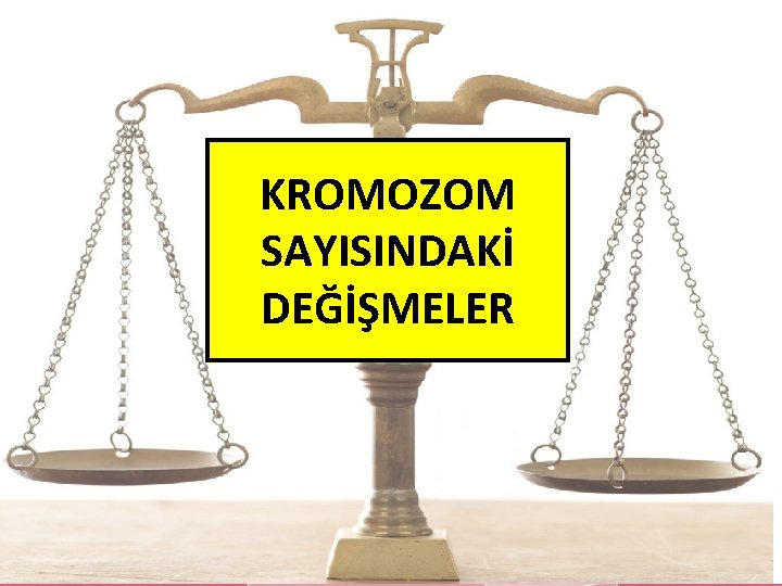 KROMOZOM SAYISINDAKİ DEĞİŞMELER 