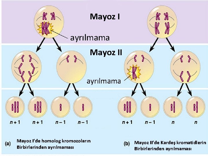 Mayoz I ayrılmama Mayoz I’de homolog kromozoların Birbirlerinden ayrılmaması Mayoz II’de Kardeş kromatidlerin Birbirlerinden