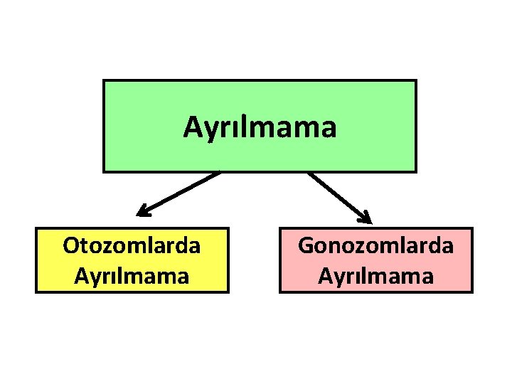 Ayrılmama Otozomlarda Ayrılmama Gonozomlarda Ayrılmama 