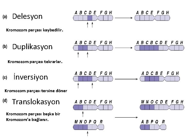 Delesyon Kromozom parçası kaybedilir. Duplikasyon Kromozom parçası tekrarlar. İnversiyon Kromozom parçası tersine döner Translokasyon