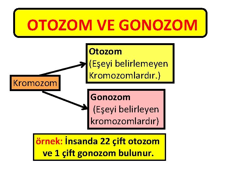 OTOZOM VE GONOZOM Kromozom Otozom (Eşeyi belirlemeyen Kromozomlardır. ) Gonozom (Eşeyi belirleyen kromozomlardır) örnek: