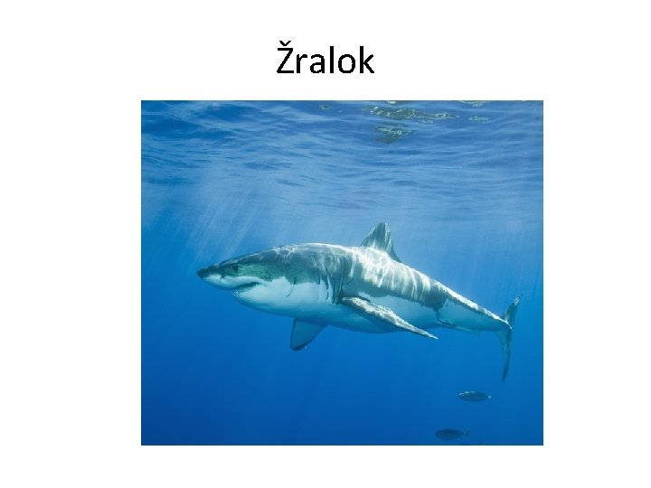 Žralok 