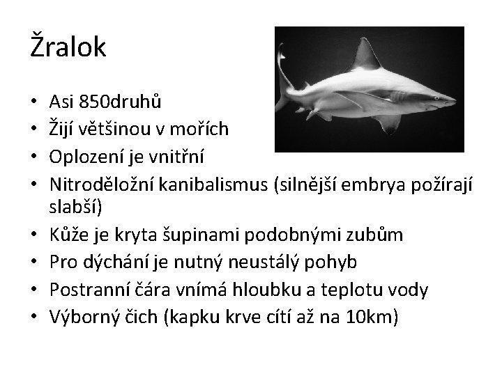 Žralok • • Asi 850 druhů Žijí většinou v mořích Oplození je vnitřní Nitroděložní