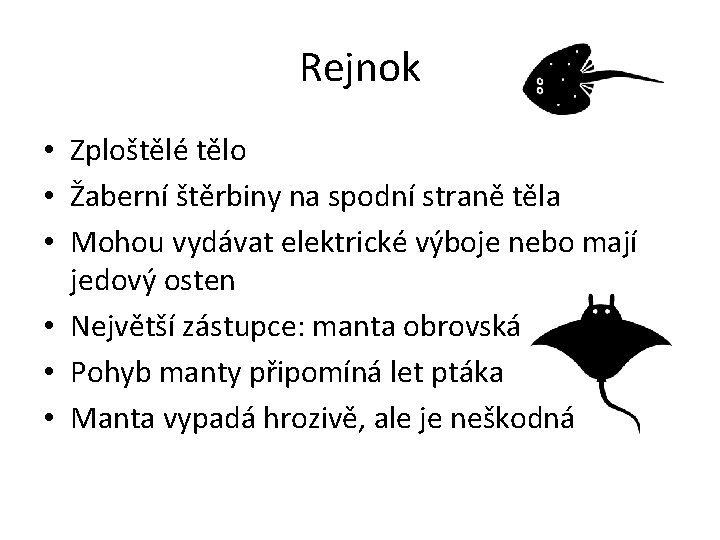 Rejnok • Zploštělé tělo • Žaberní štěrbiny na spodní straně těla • Mohou vydávat