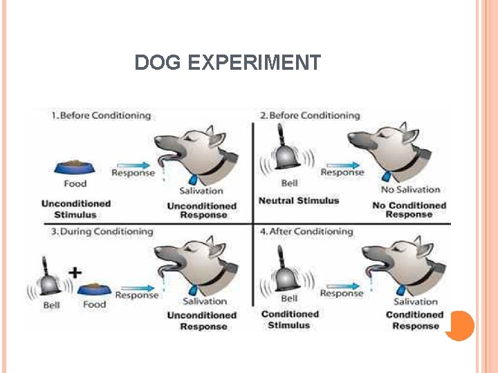 DOG EXPERIMENT 