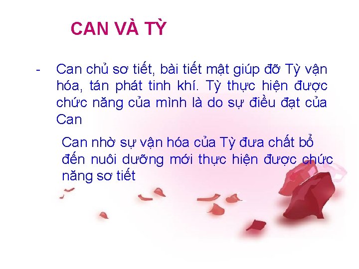 CAN VÀ TỲ - Can chủ sơ tiết, bài tiết mật giúp đỡ Tỳ