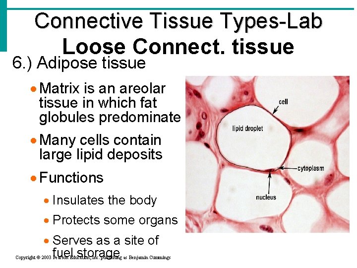 Connective Tissue Types-Lab Loose Connect. tissue 6. ) Adipose tissue · Matrix is an Connective Tissue Types-Lab Loose Connect. tissue 6. ) Adipose tissue · Matrix is an