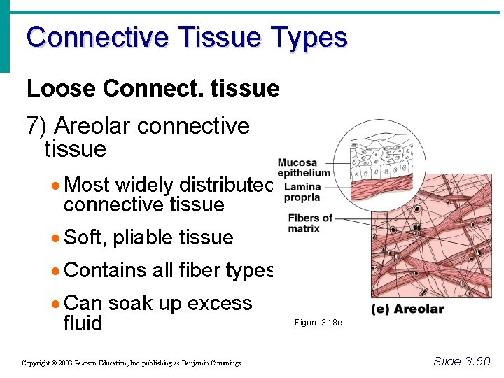 Connective Tissue Types Loose Connect. tissue 7) Areolar connective tissue · Most widely distributed