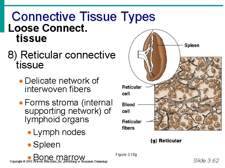 Connective Tissue Types Loose Connect. tissue 8) Reticular connective tissue · Delicate network of