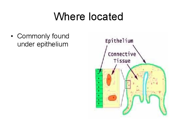 Where located • Commonly found under epithelium 