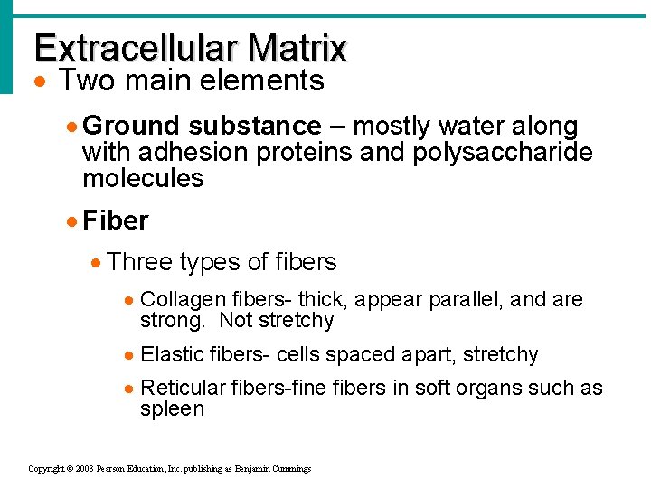 Extracellular Matrix · Two main elements · Ground substance – mostly water along with