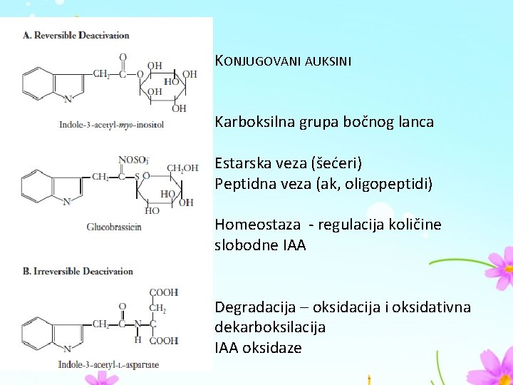 KONJUGOVANI AUKSINI Karboksilna grupa bočnog lanca Estarska veza (šećeri) Peptidna veza (ak, oligopeptidi) Homeostaza