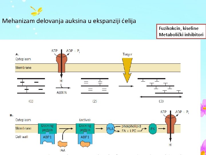 Mehanizam delovanja auksina u ekspanziji ćelija Fuzikokcin, kiseline Metabolički inhibitori 
