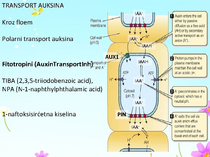 TRANSPORT AUKSINA IAA- Kroz floem Polarni transport auksina Fitotropini (Auxin. Transport. Inh) IAAIAAH AUX