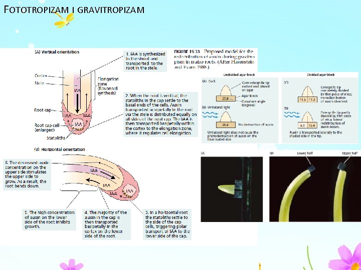 FOTOTROPIZAM I GRAVITROPIZAM 