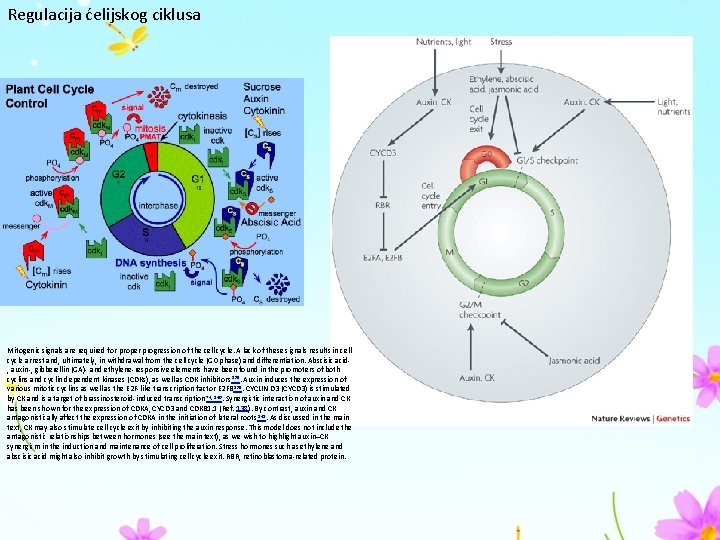 Regulacija ćelijskog ciklusa Mitogenic signals are required for proper progression of the cell cycle.