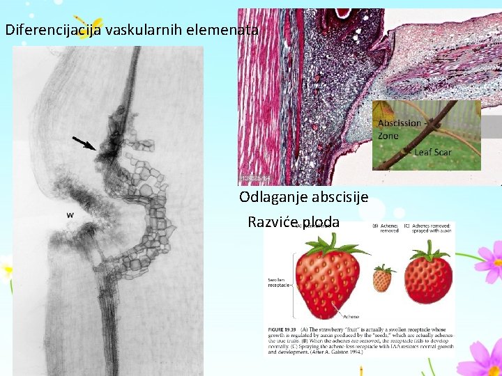Diferencija vaskularnih elemenata Odlaganje abscisije Razviće ploda 