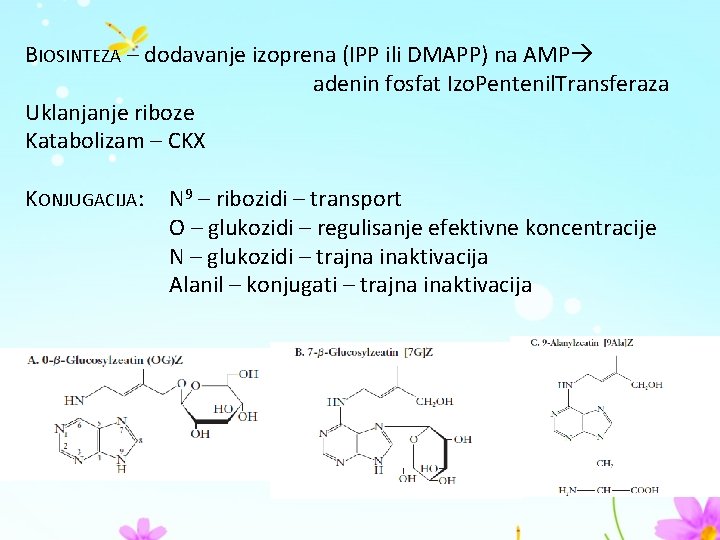 BIOSINTEZA – dodavanje izoprena (IPP ili DMAPP) na AMP adenin fosfat Izo. Pentenil. Transferaza