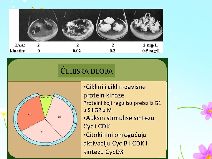 ĆELIJSKA DEOBA • Ciklini i ciklin-zavisne protein kinaze Proteini koji regulišu prelaz iz G