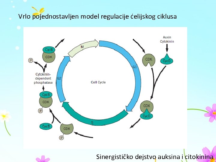 Vrlo pojednostavljen model regulacije ćelijskog ciklusa Sinergističko dejstvo auksina i citokinina 