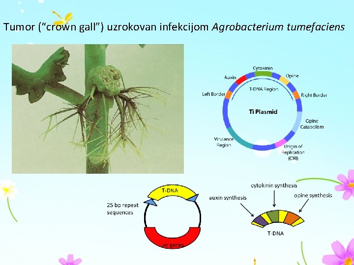 Tumor (“crown gall”) uzrokovan infekcijom Agrobacterium tumefaciens 