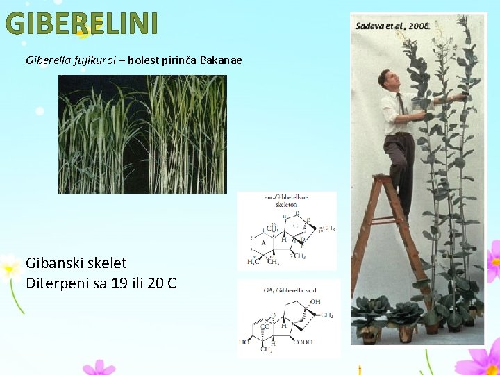 GIBERELINI Giberella fujikuroi – bolest pirinča Bakanae Gibanski skelet Diterpeni sa 19 ili 20