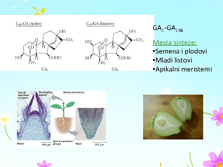 GA 1 -GA 136 Mesta sinteze: • Semena i plodovi • Mladi listovi •