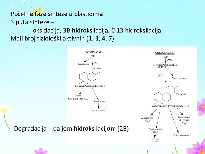 Početne faze sinteze u plastidima 3 puta sinteze – oksidacija, 3 B hidroksilacija, C