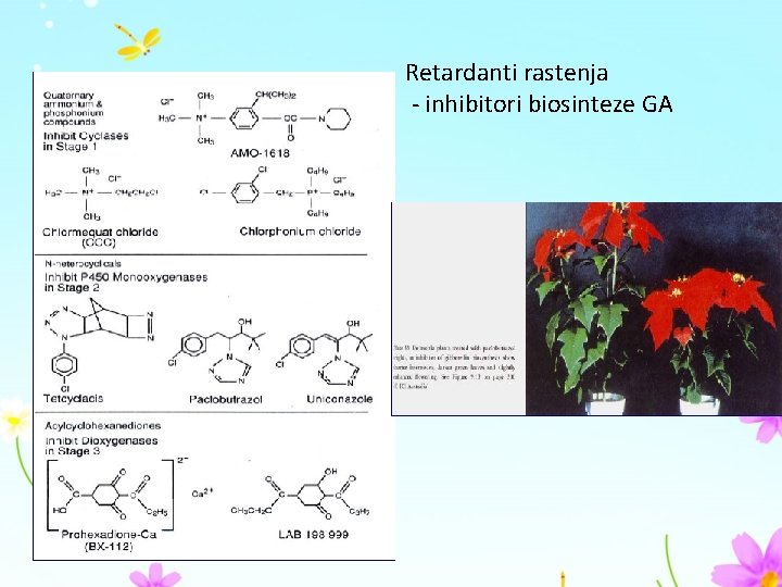 Retardanti rastenja - inhibitori biosinteze GA 