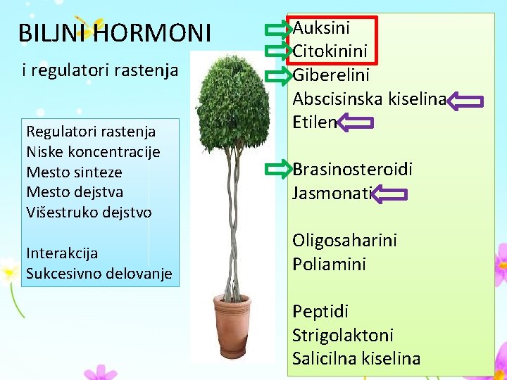 BILJNI HORMONI i regulatori rastenja Regulatori rastenja Niske koncentracije Mesto sinteze Mesto dejstva Višestruko