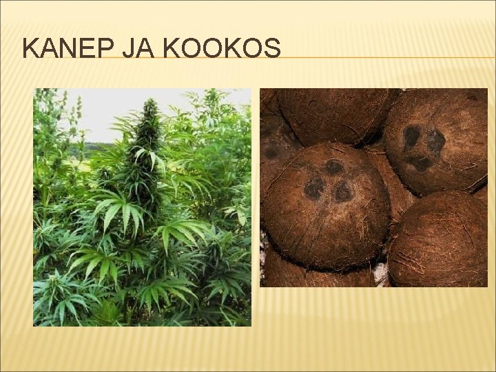 KANEP JA KOOKOS 