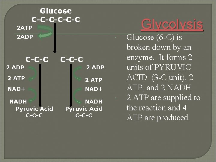 Glucose C-C-C-C Glycolysis 2 ATP 2 ADP C-C-C 2 ADP 2 ATP NAD+ NADH
