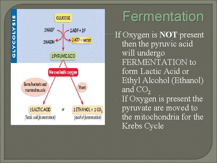 Fermentation If Oxygen is NOT present then the pyruvic acid will undergo FERMENTATION to