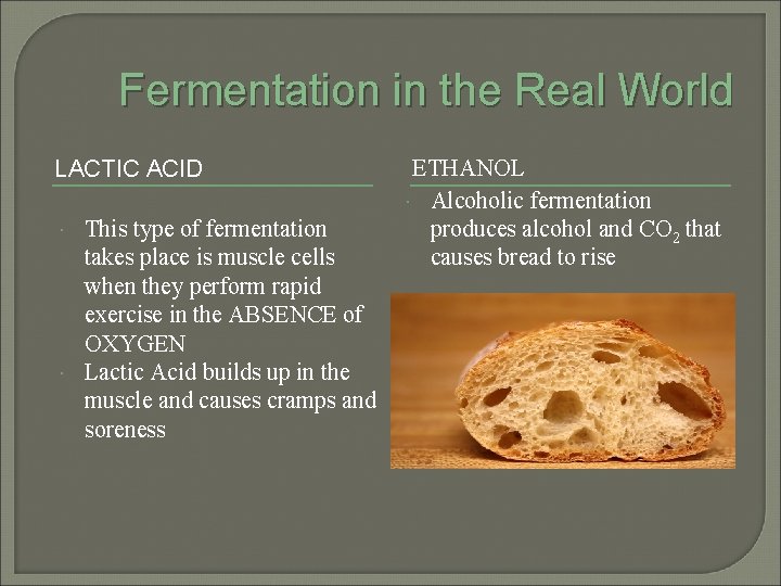 Fermentation in the Real World LACTIC ACID This type of fermentation takes place is