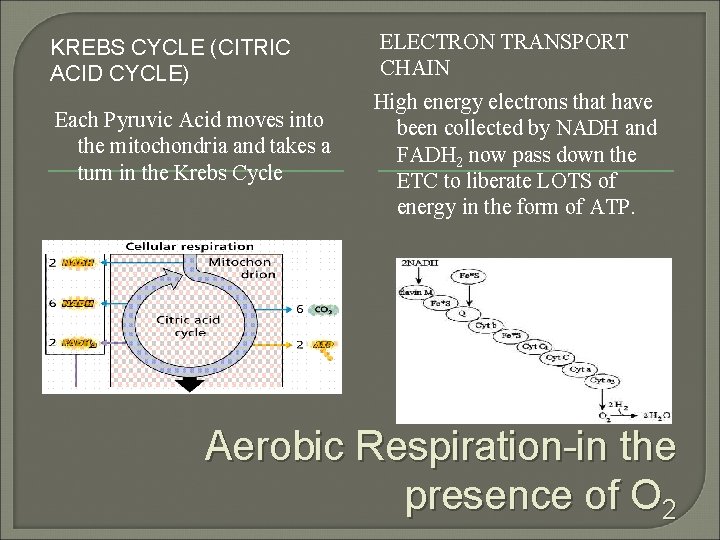 KREBS CYCLE (CITRIC ACID CYCLE) ELECTRON TRANSPORT CHAIN Each Pyruvic Acid moves into the