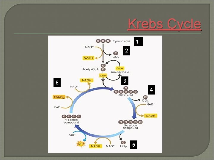 Krebs Cycle 1 2 6 3 4 5 