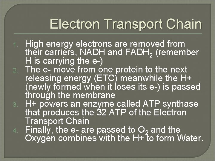 Electron Transport Chain 1. 2. 3. 4. High energy electrons are removed from their