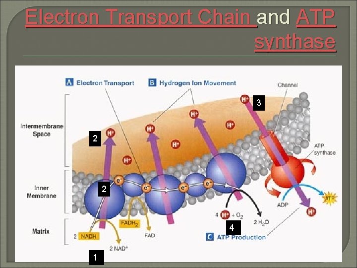 Electron Transport Chain and ATP synthase 3 2 2 4 1 