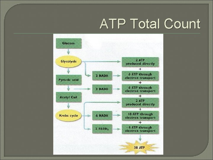 ATP Total Count 