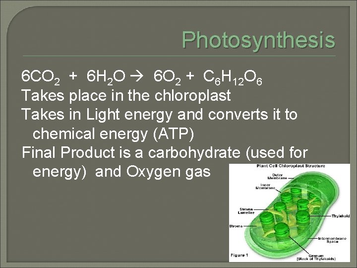 Photosynthesis 6 CO 2 + 6 H 2 O 6 O 2 + C