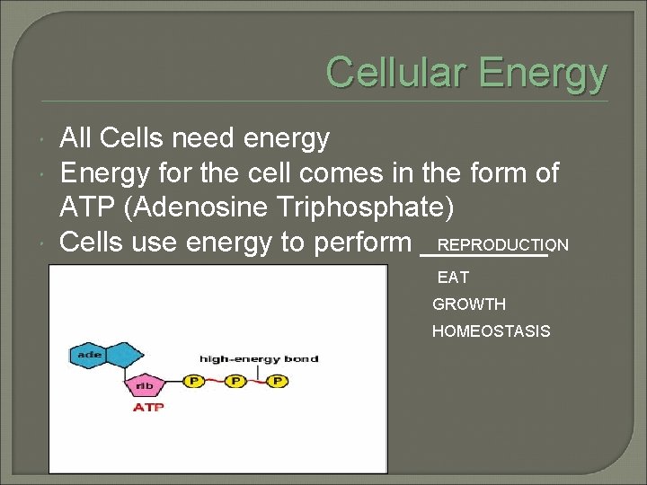 Cellular Energy All Cells need energy Energy for the cell comes in the form